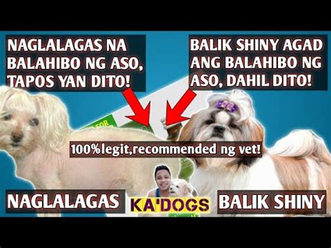PINAKAMABISANG GAMOT SA PAGLALAGAS NG BALAHIBO .